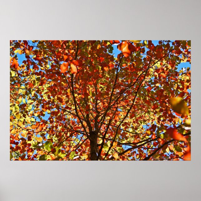 Autumn Leaves Fireworks Poster (Front)