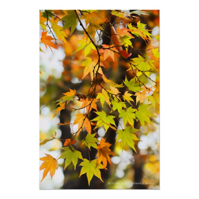 Autumn Leaves [Glossy Poster] Poster (Front)