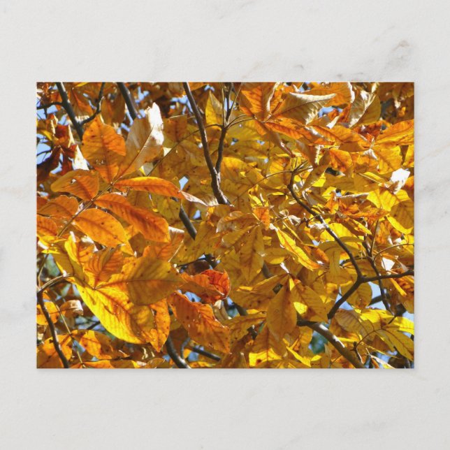 Autumn Leaves Gold Gifts Apparel Collectibles Postcard (Front)