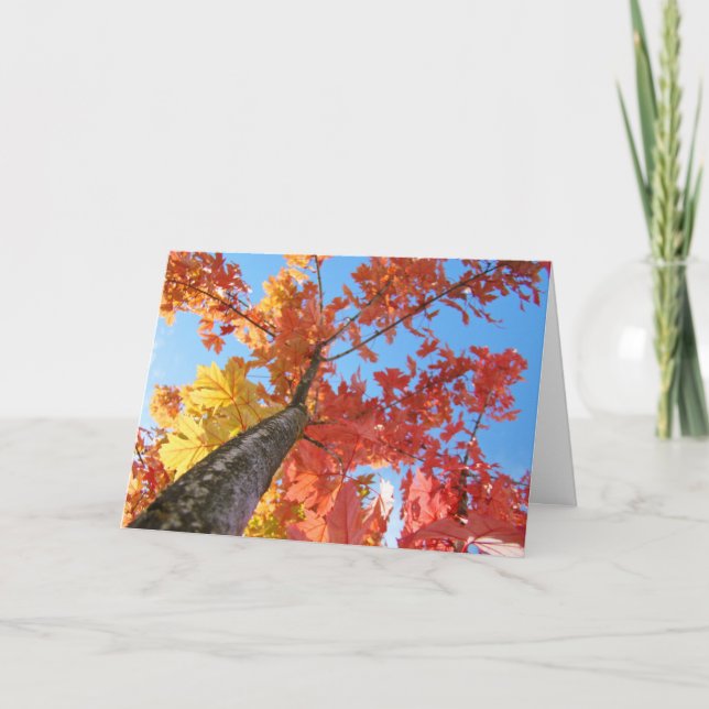 Autumn Leaves Greeting Cards Colourful Fall Tree (Front)