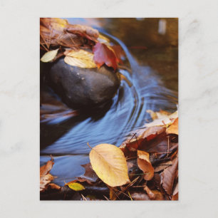 Autumn Leaves in Waterfall's Stream Postcard