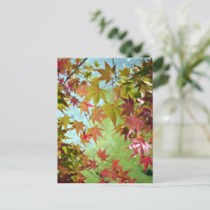 Autumn Leaves: Japan Postcard