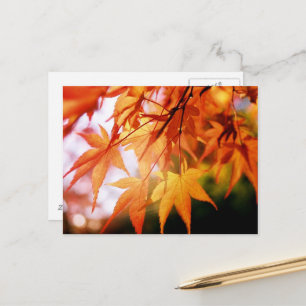 Autumn Leaves: Japan Postcard