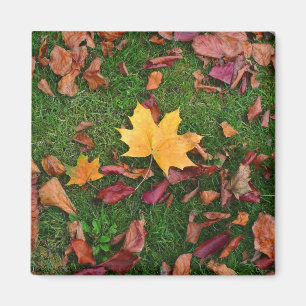 Autumn Leaves Magnet