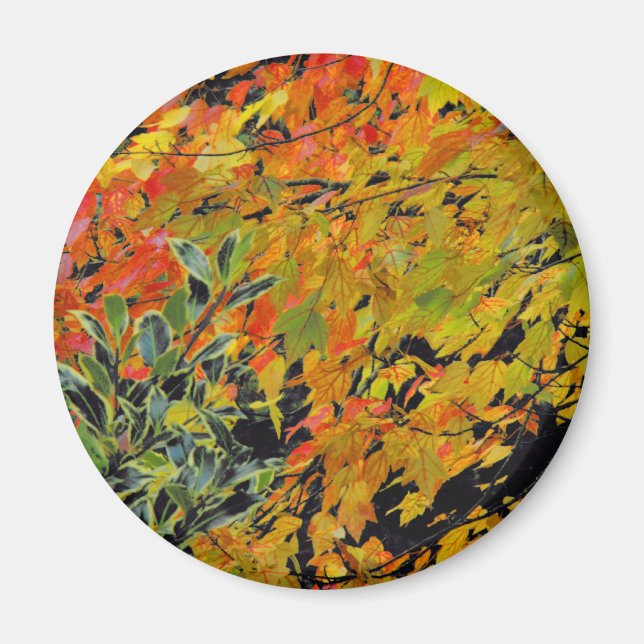 Autumn Leaves Magnet (Front)