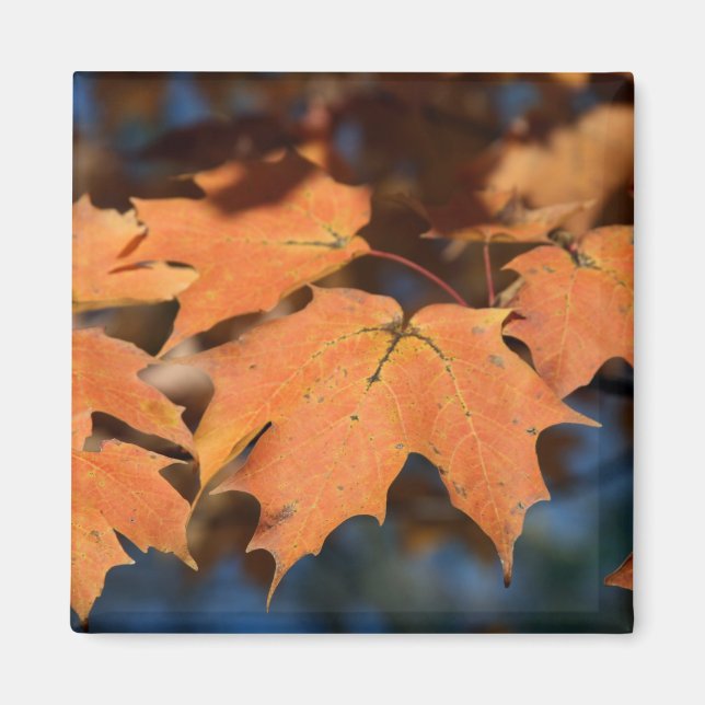 Autumn Leaves Magnet (Front)