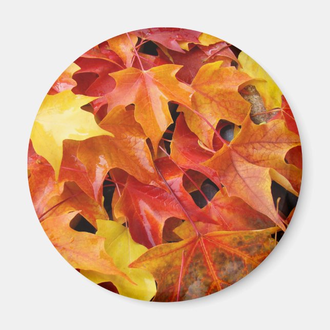 Autumn Leaves magnets Colourful Fall Tree Leaf (Front)