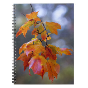 Autumn Leaves Notebook