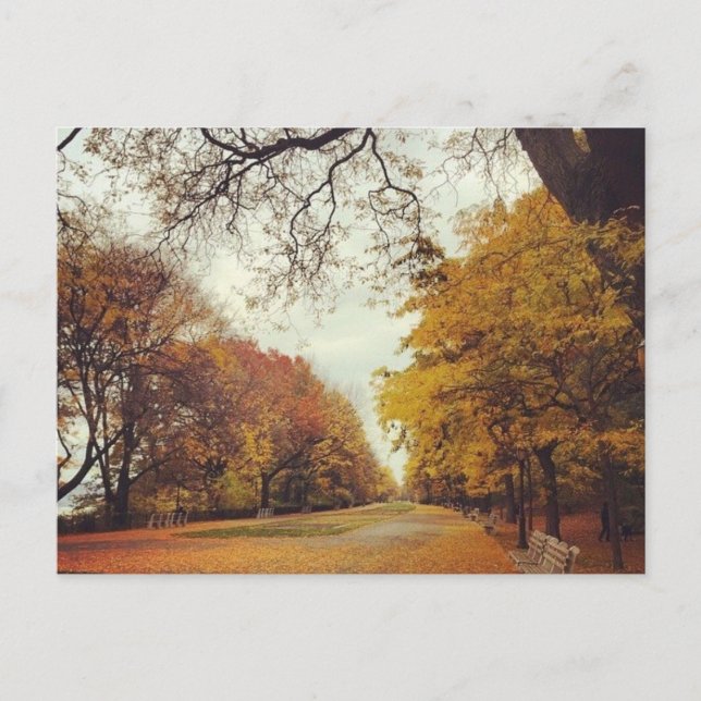 Autumn Leaves NYC Riverside Park New York Fall Postcard (Front)
