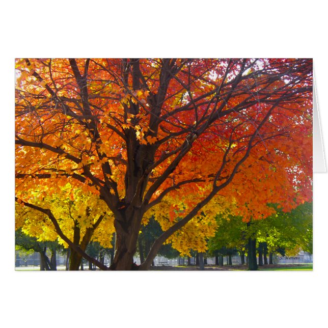 Autumn Leaves of Yellow and Orange Photo (Front Horizontal)