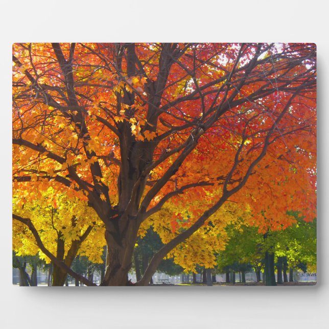 Autumn Leaves of Yellow and Orange Photo Plaque (Front)