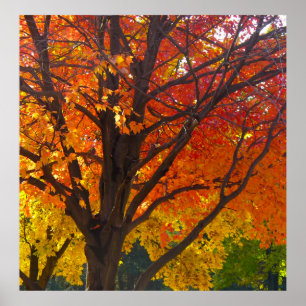 Autumn Leaves of Yellow and Orange Photo Poster