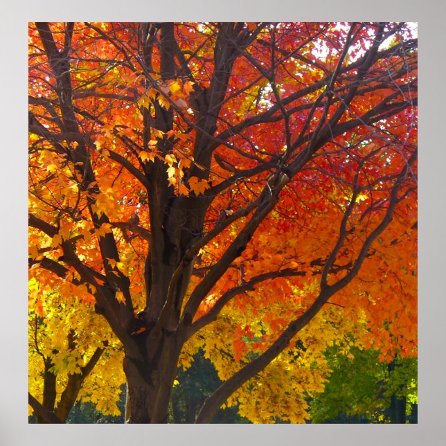 Autumn Leaves of Yellow and Orange Photo Poster (Front)