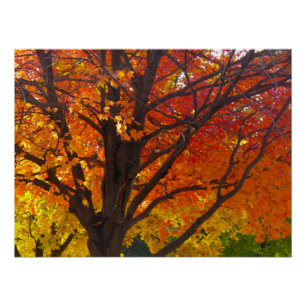 Autumn Leaves of Yellow and Orange Photo Poster