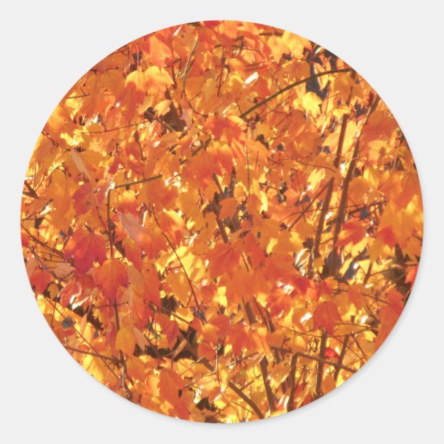 Autumn Leaves on Tree - photograph.    Classic Round Sticker (Front)