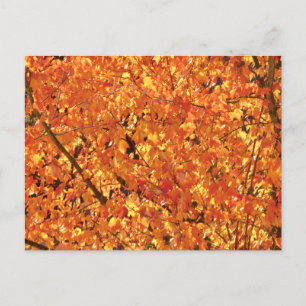 Autumn Leaves on Tree - photograph. Postcard