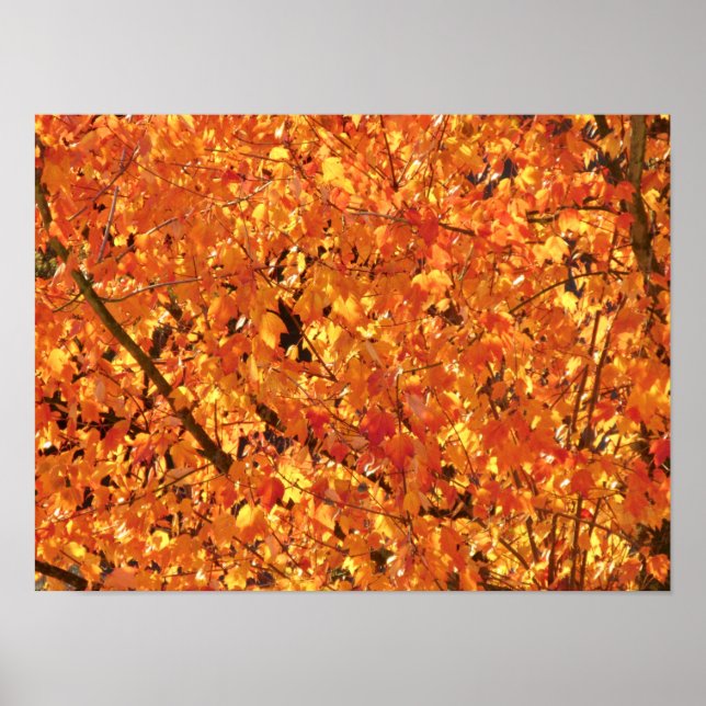 Autumn Leaves on Tree - photograph.   Poster (Front)