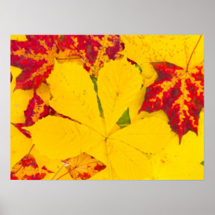 Autumn leaves pattern poster