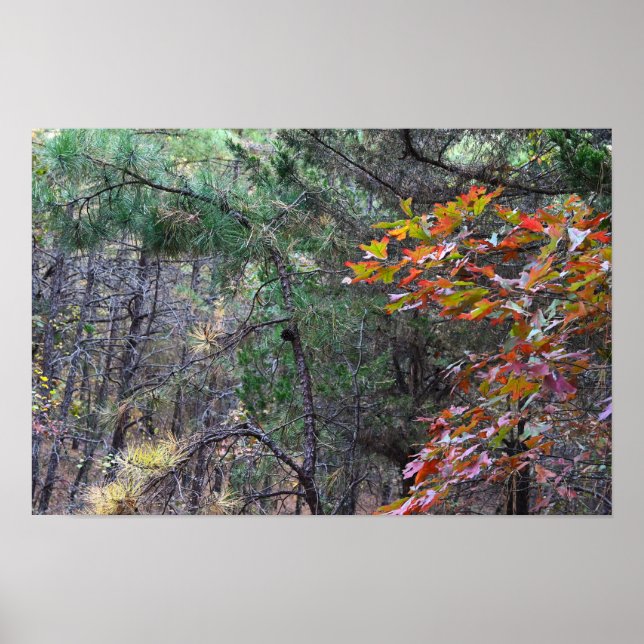 Autumn Leaves Photo Poster (Front)