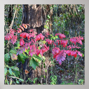 Autumn Leaves Photo Poster