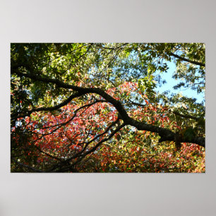 Autumn Leaves Photo Poster