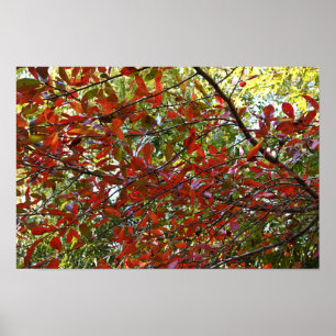 Autumn Leaves Photo Poster