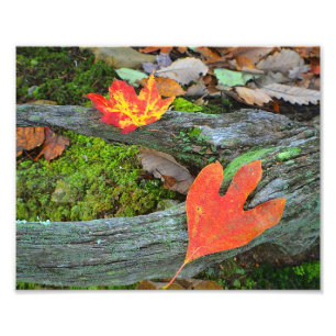 Autumn Leaves Photo Print