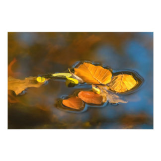 autumn leaves photo print