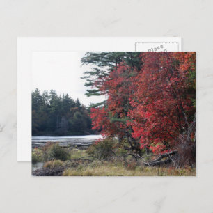 Autumn Leaves Pond Nature Photography  Postcard