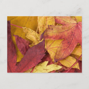 Autumn Leaves Postcard