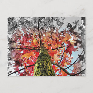 autumn leaves postcard