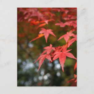 Autumn Leaves Postcard