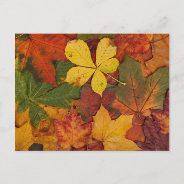 Autumn Leaves Postcard (Front)