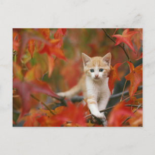 Autumn Leaves Postcard