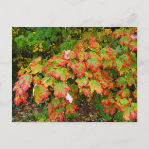 Autumn leaves postcard