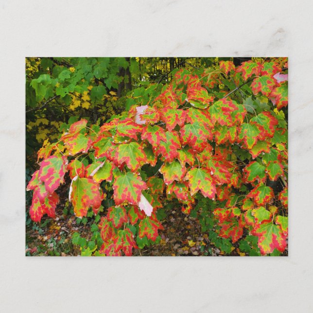 Autumn leaves postcard (Front)