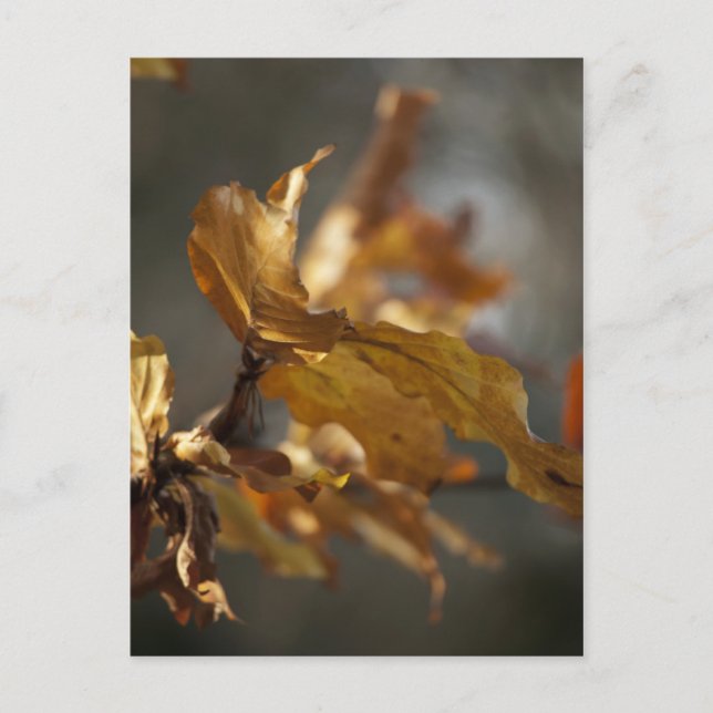 Autumn Leaves Postcard (Front)