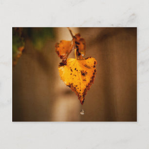 Autumn Leaves Postcard