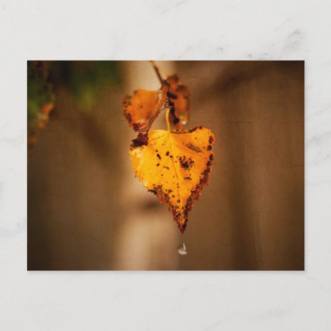 Autumn Leaves Postcard (Front)