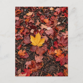 Autumn Leaves  Postcard