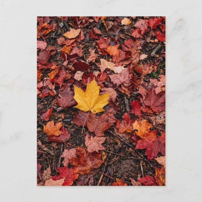Autumn Leaves  Postcard (Front)