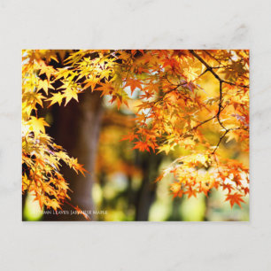 Autumn Leaves [Postcard] Postcard