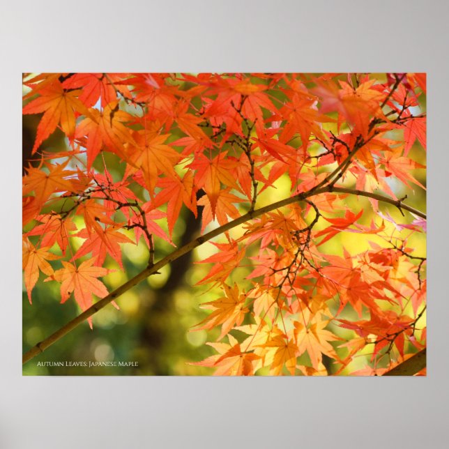 Autumn Leaves Poster (Front)