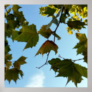 autumn leaves poster