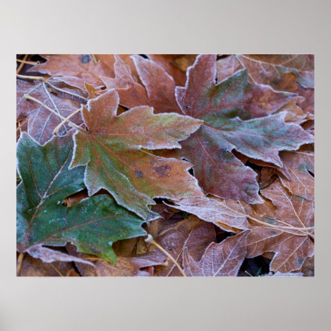  Autumn Leaves Poster Paper (Matte) (Front)