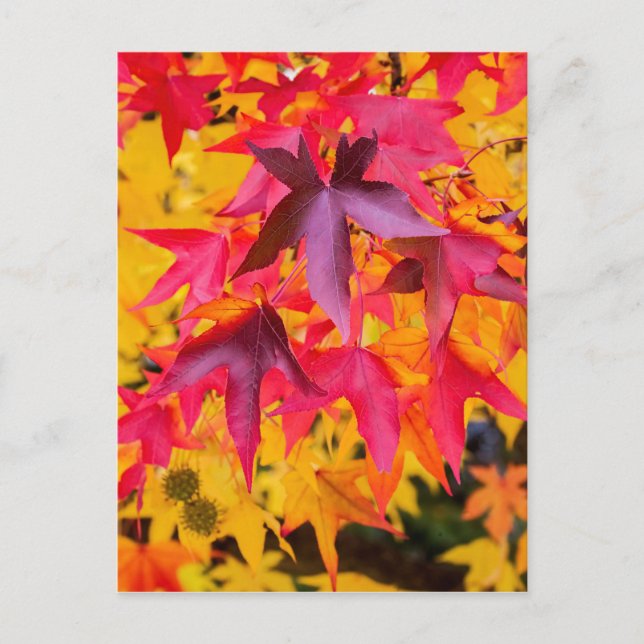 Autumn Leaves Red And Yellow Postcard (Front)