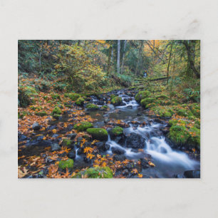 Autumn Leaves Scattered Along Gorton Creek Postcard