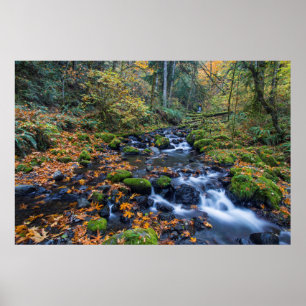 Autumn Leaves Scattered Along Gorton Creek Poster