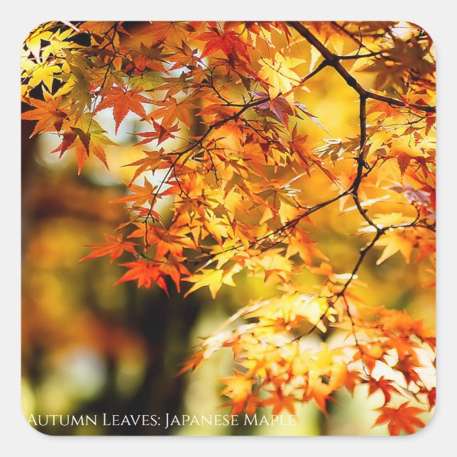 Autumn Leaves [Square Seal] Square Sticker (Front)