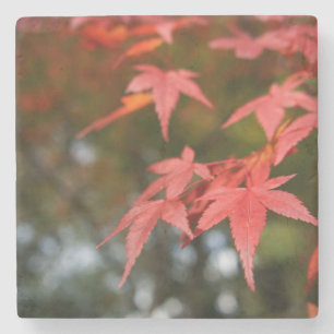 Autumn Leaves Stone Coaster